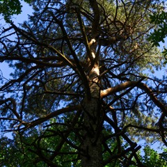 Fake Persona (Snippet)