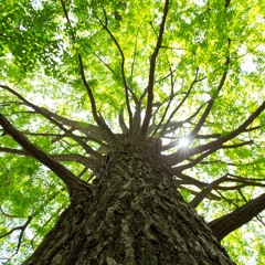 Sacred Tree - visualisatie meditatie