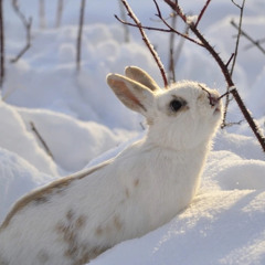 snow bunny heaven