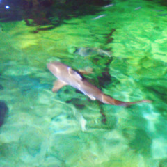 Houdini (cover/snippet)