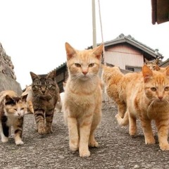 MEOWNARCHY!!!