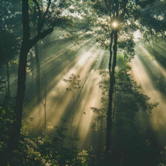 Into The Woods - Vol.2