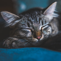 Tripp Page - wtf is a fall out boy anyway