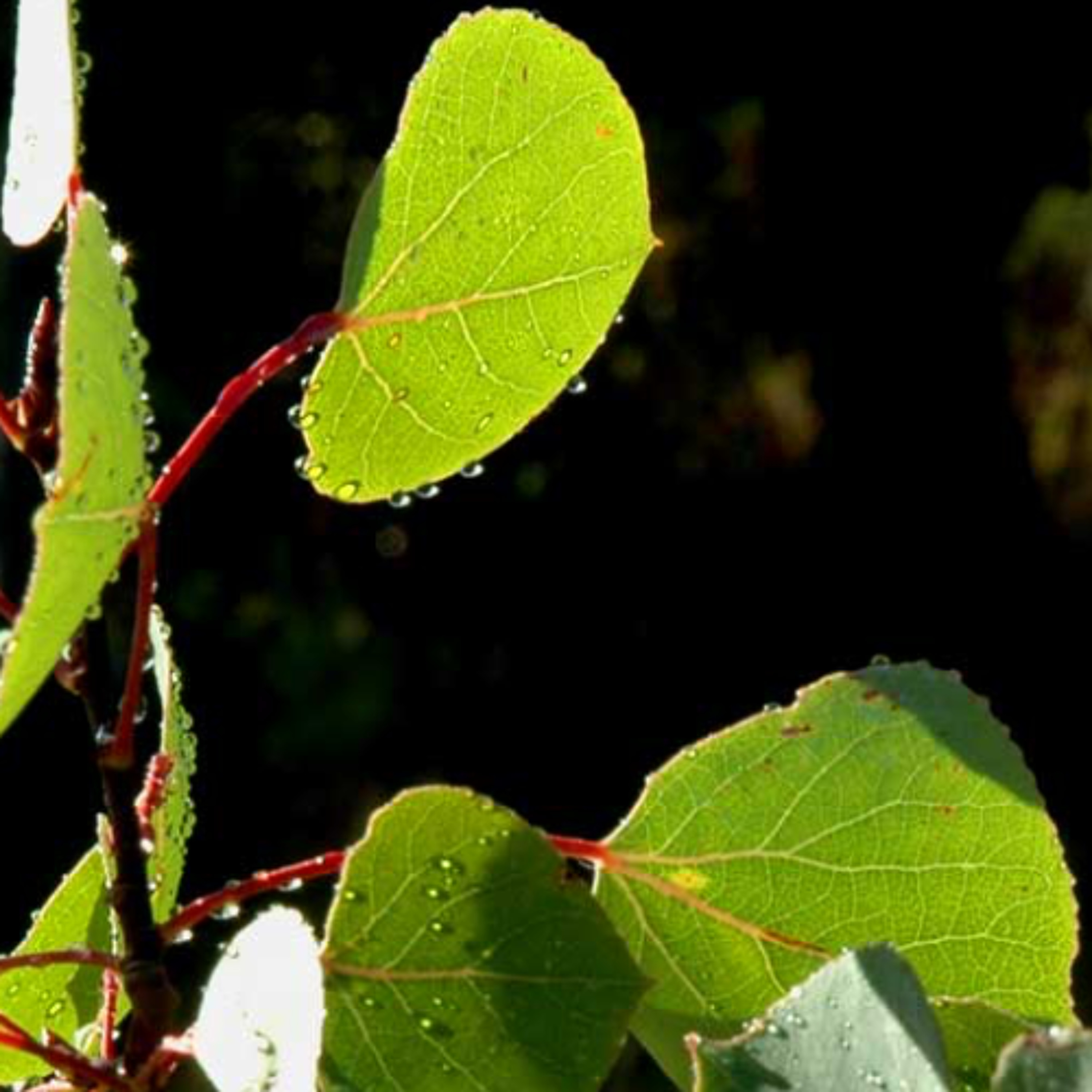 FIELDNOTES Report: Riparian Duo, Aspen & Cottonwood episode artwork