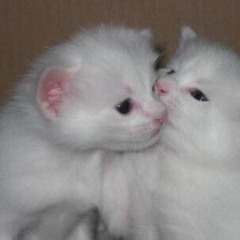 sweatcult- if u wanna stay cover