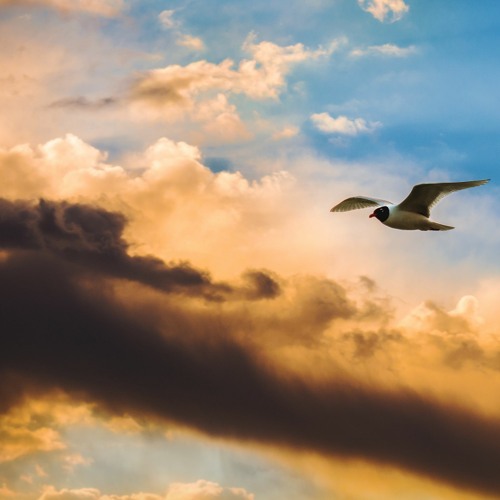 What If You Fly