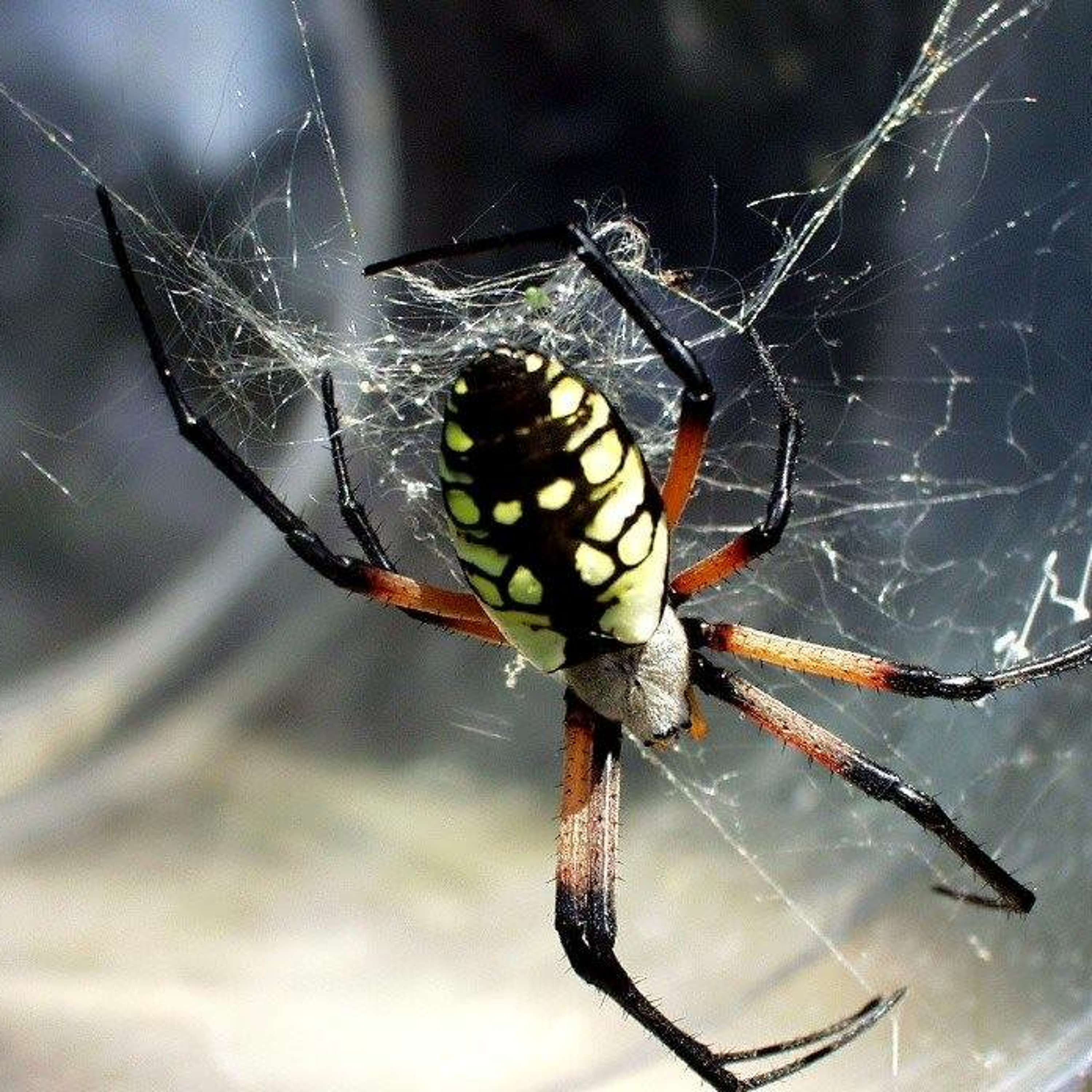 DJ ARAÑA