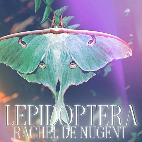 Lepidoptera