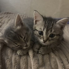 связаны (mynorth + souljahchase)