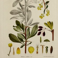 HK_Fantaisies_tracks_104