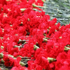 Where Have All the Flowers Gone