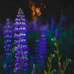 Eternal Garden - Dan Henig