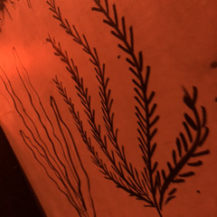 Rhobodub | HVLV | 08.08.2021