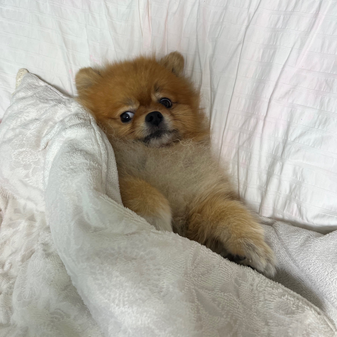 멍멍이와 함께 춤을