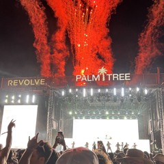 Palm Tree