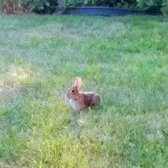 peaceful bunny