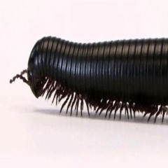 millipede b major 147 w lynxw900 & zenith