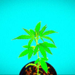 bazzi - шмаль (Mine)