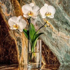 Orchids of freedom