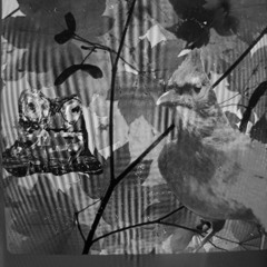 Ode to the steller's jay by fr0ggy5 (AbraKalabria remix)