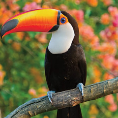 Toucan