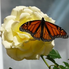 A Butterfly's Adventure