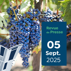 Revue de presse Capitaine Carbone #176 - 05 septembre 2025