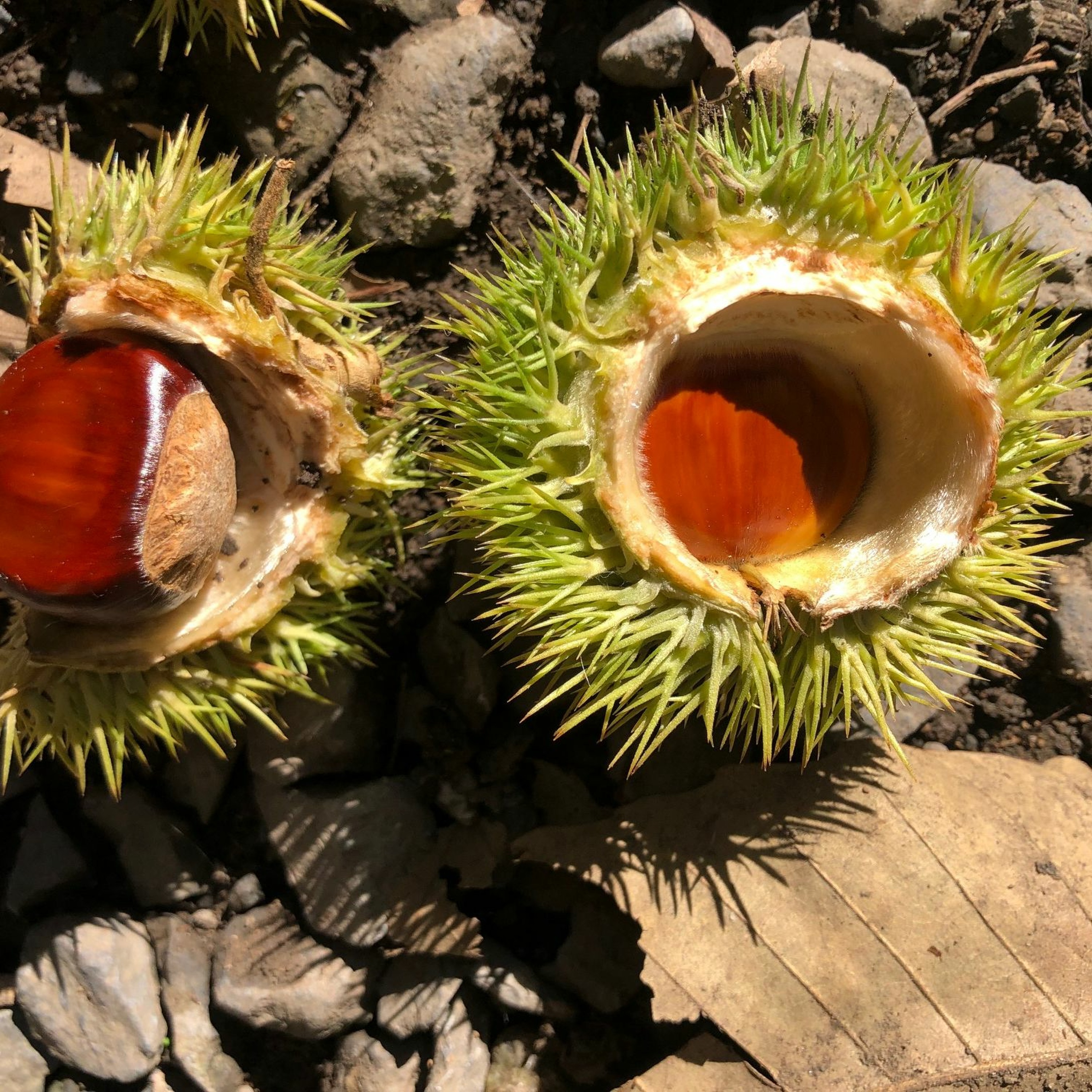 Liriodendron Tulipifera episode artwork