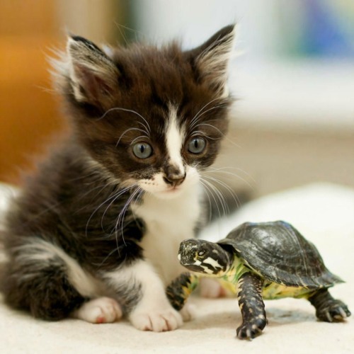 Ahhhhh 🤭 (prod. Melik) (Music Video in Description)