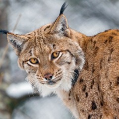 A male Lynx calling for mates