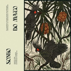 Various Artists - Sonho do Mato - (O MATO x Childhood Intelligence)