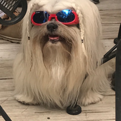 dog walk