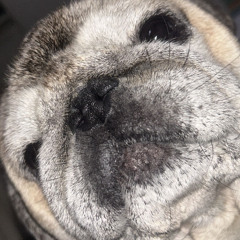 Max Macci & Roni "Du liebst Pesto?" short set