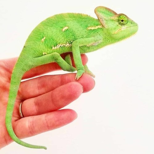 Week 25 - Chameleon (230618)