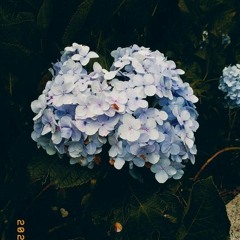 Cẩm Tú Cầu (Lofi ver Cheris) - Chờ người từ lúc nắng dần buông..