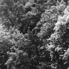 DRYADES (- Epicea -)