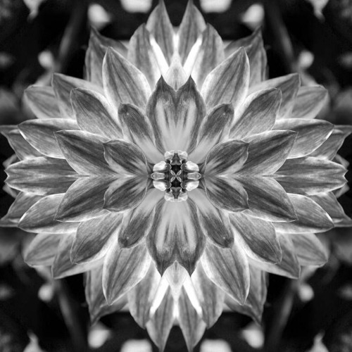 Dahlia
