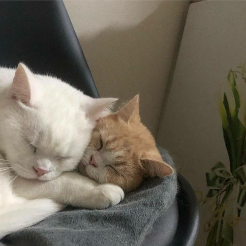 sweet - cigarettes after sex (sped up)