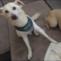 4 Stasi With Love Taste