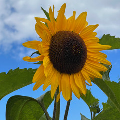 YELLOW TAPE 🟡 @BEATE UWE W/ 925.bln