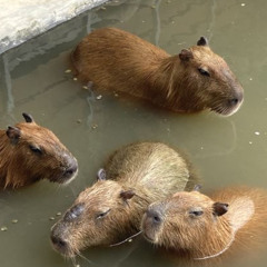 indigobaby_120bpm_F!