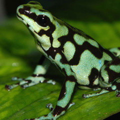 frog grooove