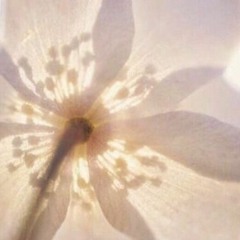 Flower From A Distance