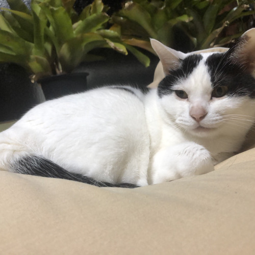 For imaginary Retro video games