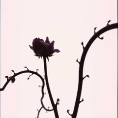 Free Now ✦4 | Gothic Rock - FV