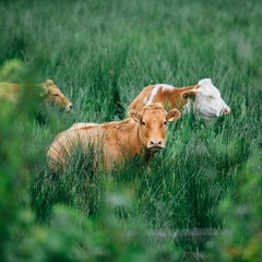 The Semtex Cow - Greener Pastures | feat. Midnight Bandit