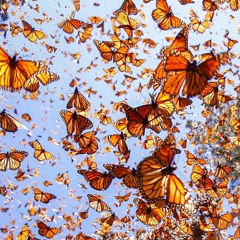 Just The Sound Of Butterfly Wings