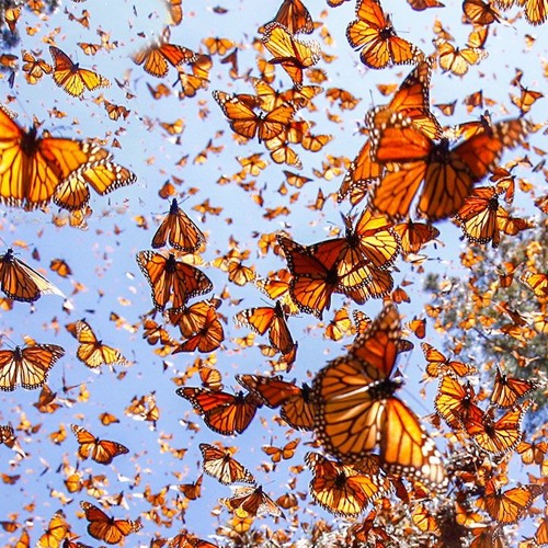 Just The Sound Of Butterfly Wings