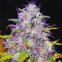 MaionaHaze & Tiyug - 420 (Old Track)