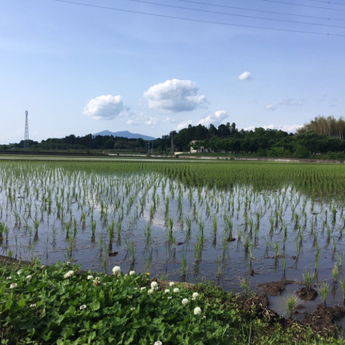 田植えの季節